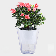 Teia 智能自動吸水透明花盆, 1個, 白色