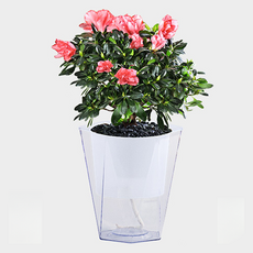 Teia 智能自動吸水透明花盆, 1個, 白色