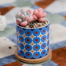 微笑多肉植物花盆, style11, 1個