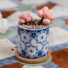 微笑多肉植物花盆, style14, 1個