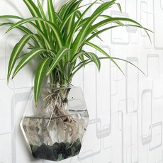 Roylife 空氣淨化植物用大型六角花瓶 + 無痕壁掛組, 混色