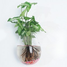 Roylife 空氣淨化植物用 恐龍蛋造型花瓶 + 無痕壁掛組, 混合色