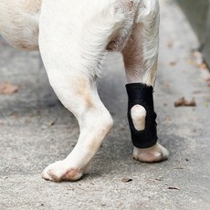 케리빙 강아지 슬개골 보호대 M, 1개, 블랙