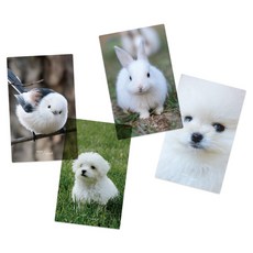 리코즈 포토카드 반투명 북마크 4종 세트, 06 흰뭉치, 1세트