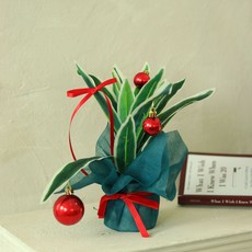 聖誕我的極簡花盆貝裡亞, 混合色, 1個