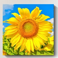 Dumakase 招財向日葵畫框 11號