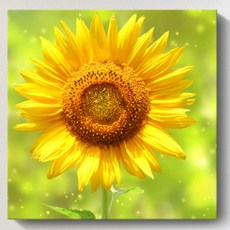 Dumakase 招財向日葵畫框 6號, 橡木色