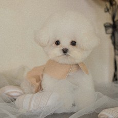 바비스영 강아지 아무르 하네스 + 리드줄 세트, 베이지, 1세트