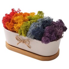 morningscent 공기정화 스칸디아모스 이끼 레인보우 라운드 화분 + 받침 세트, 1세트