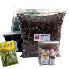 하늘e정원 강낭콩 씨앗 2g + 키우기 키트 세트