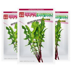 아시아종묘 치커리 씨앗 종자 로사이탈리아나 1500립, 3개