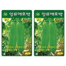 케이에스종묘 프리미엄 병에 강하고 많이 달리는 애호박 씨앗 10p, 2개