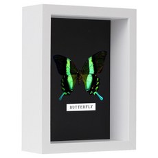 Asteblanc 簡易拆裝式內部標本收納相框
