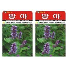 아람종묘 방아 씨앗, 2개