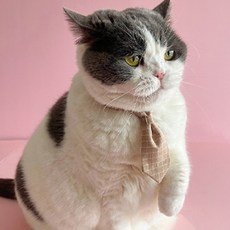 웨이비데이즈 반려동물 체크 미니 목줄 넥타이 W265-0256, 브라운(W265-0256BR), 1개