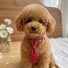 웨이비데이즈 반려동물 체크 미니 목줄 넥타이 W265-0256, 레드(W265-0256R), 1개