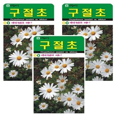 아람종묘 구절초 꽃 씨앗, 3개