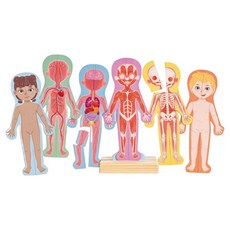 하페 인체학습 자석놀이 1652, 60피스, 1개, 혼합