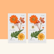프레스코21 레터링시리즈 압화 종합팩 S 2p, Orange Marmalade