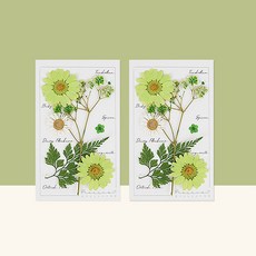 프레스코21 레터링시리즈 압화 종합팩 S 2p, Greenery