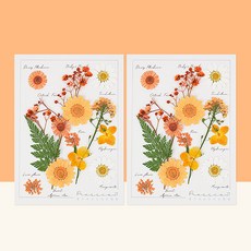 프레스코21 레터링시리즈 압화 종합팩 M 2p, Orange Marmalade