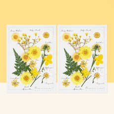 프레스코21 레터링시리즈 압화 종합팩 M 2p, Sunset Yellow