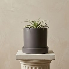 ENVIE CASA Clean 陶盆