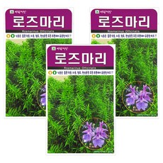 아람종묘 로즈마리 씨앗, 3개