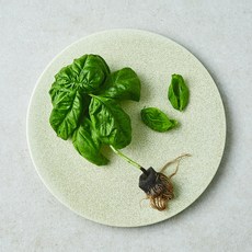 뿌리가 생생한 바질, 1개, 10g