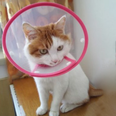 Block Mart 寵物頸圈 漏斗型 粉紅色 30~39 cm, 1個