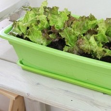 행복한세상 텃밭가꾸기 대 그린 뚝섬적치마상추, 1개