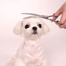 딩동펫 반려동물 블랙볼트 미용안전 커브가위, 1개