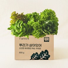 팜에이트 무농약 인증 뿌리가 살아있어 신선한 유러피안 채소 꾸러미, 1개, 800g