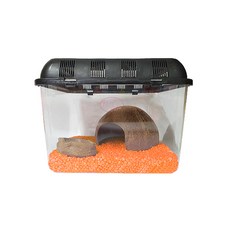 로라펫 2호 컬러스톤 탠저린 오렌지 소라게 키우기 세트, 1세트