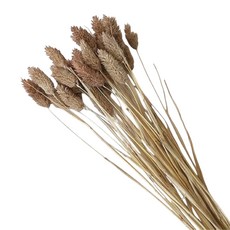 寶石草乾燥花 50支組, 咖啡色