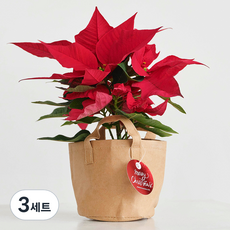 프레시가든 생화 포인세티아 10cm + 빈티지 커버 세트, 혼합색상, 3세트