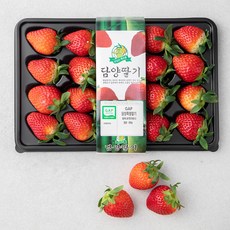 GAP인증 담양 죽향딸기, 500g, 1팩