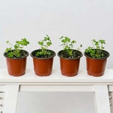 코코도르팜 채소 포트 소형 이탈리안파슬리 4p, 랜덤발송(화분포트), 2개