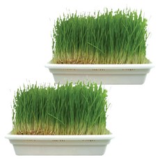 영수네 고양이 캣그라스 재배기 캣닢 + 귀리 + 밀 세트, 2세트, 보리씨앗 + 밀씨앗 + 귀리씨앗 혼합맛