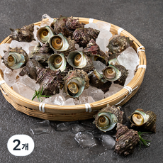 아라보감 국산 자연산 뿔소라 17~25미 (냉장), 1.5kg(17~25미), 2개