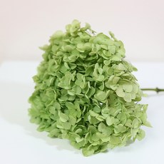 繡球花乾燥莖, 綠色