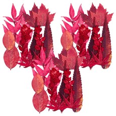 A-ONE 匯旺 Set 天然植物壓花 14.5 x 10.5 CM, 丹楓迎秋