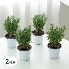 코코도르팜 생화 허브 로즈마리 포트 소 4종 세트, 혼합색상, 2세트