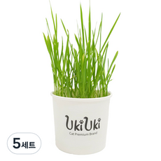 우키우키 캣그라스 재배키트, 5세트, 귀리, 10g
