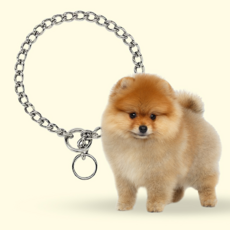 TITAN Choke Chain 小型犬訓練用鍍鉻耐用牽引繩 30.5 cm, 單色, 1個