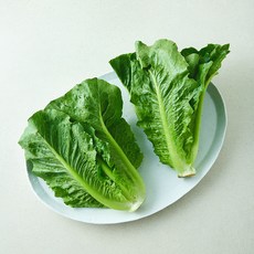 속이 꽉찬 로메인, 1개, 300g