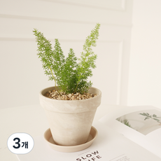 모리앤 독일토분에 심은 아스파라거스 메이리, 그린, 3개