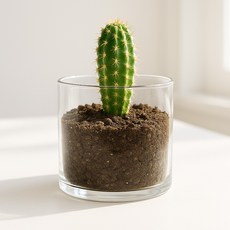 앙플랜트 깨지지 않는 아크릴 대형 화병, 투명