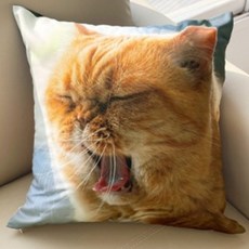 蝴蝶觸感 貓咪照片雙面印刷方形抱枕, 打哈欠的英國短毛貓