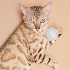 mizpet 塗料貓貓玩具球, 混色, 1個